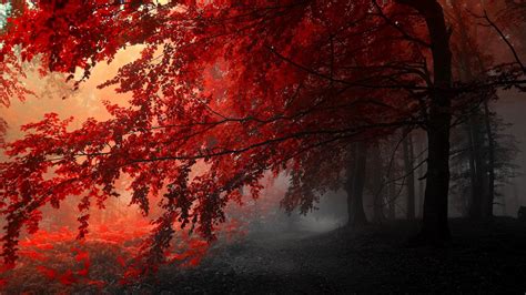 Forests Autumn Splendor Peaceful Path Red Misty Forest Pathway Fog