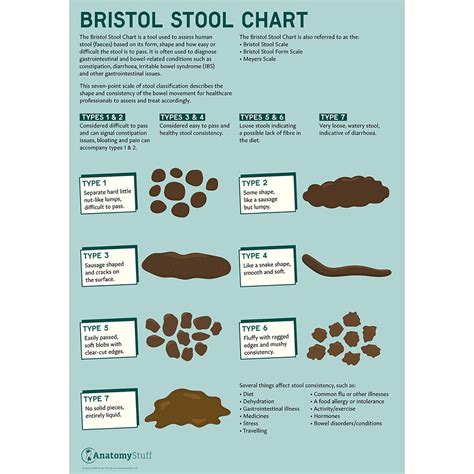 Bristol Stool Chart The Different Types Of Poop Goodrx 54 Off