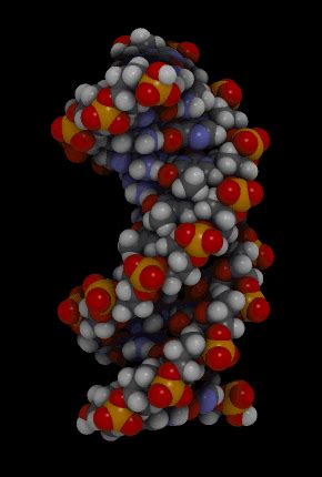 Dna dna is often called the blueprint of life. 3.4: Biochemical Compounds - Biology LibreTexts