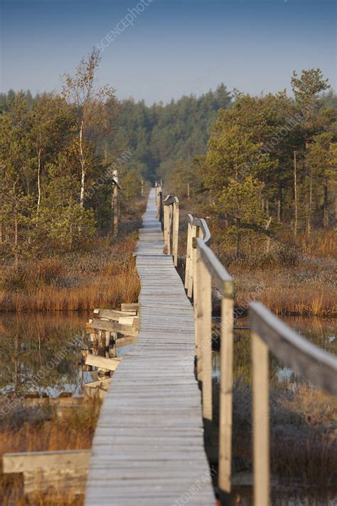 Wooden Boardwalk Over A Marsh Stock Image F0333666 Science Photo