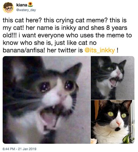 Screaming Crying Cat Meme Crying Cat Meme Is Full Of Fun Img Poppy