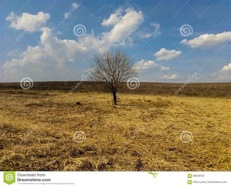 Lonely Tree In A Field Of Beautiful Landscape Stock Image Image Of