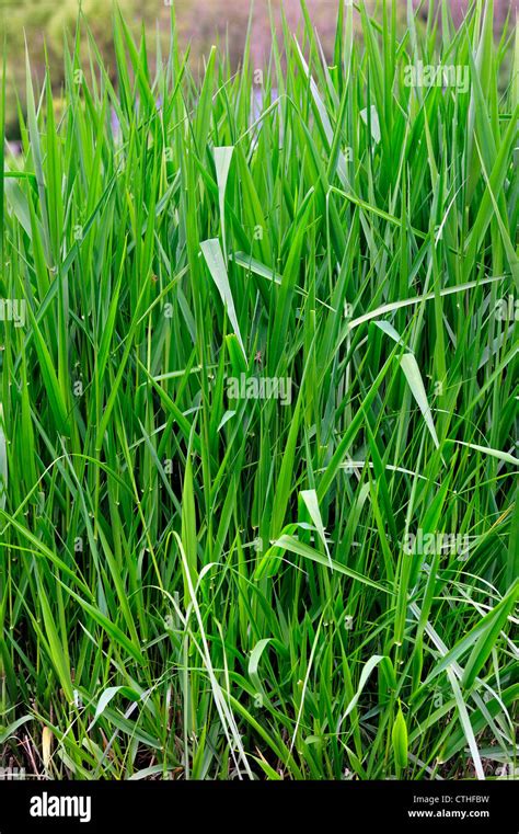 Reed Canarygrass Reed Canary Grass Phalaris Arundinacea Native To