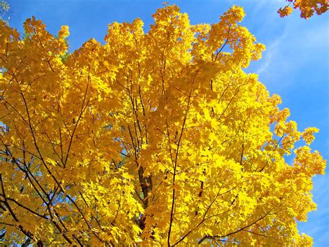 Yellow Leaf Tree Free Image Peakpx