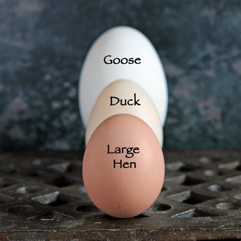 Egg Size And Weight An International Guide With Egg Size Comparison Chart