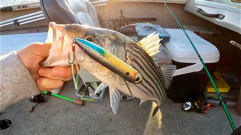 The Best Striped Bass Lure Top Water Youtube