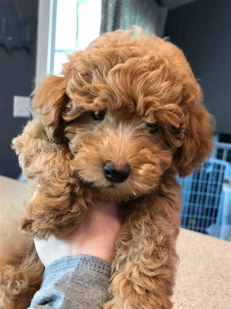 They may not be goldendoodle puppies, but these cuties are available for adoption in ohio. Reserve a Mini Doodle Dog -Deposits -Placing a Deposit for ...