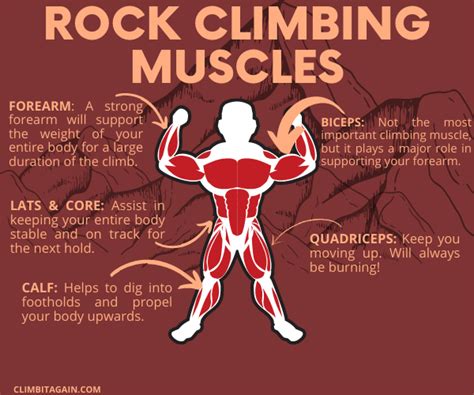 What Muscles Does Rock Climbing Work Guide Climb It Again