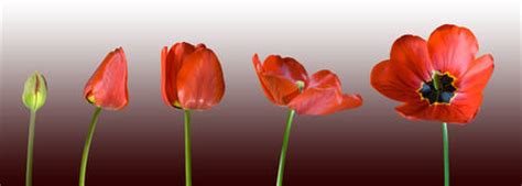 If grown within proper range of a bee house (5 squares in any cardinal direction), a tulip will cause tulip honey to be produced, increasing the honey base value from 100g to stage 4. Tulip Stages Stock Image - Image: 23747831