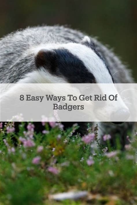 8 Best Ways To Get Rid Of Badgers In Your Garden Badger Garden