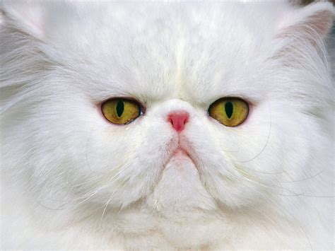Online Crop White Persian Cat In Close Up Photography Hd Wallpaper