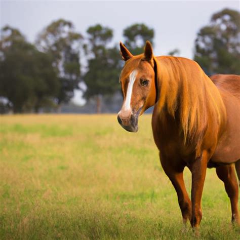 Chestnut Horse Breeds Unveiling The Elegance And Grace