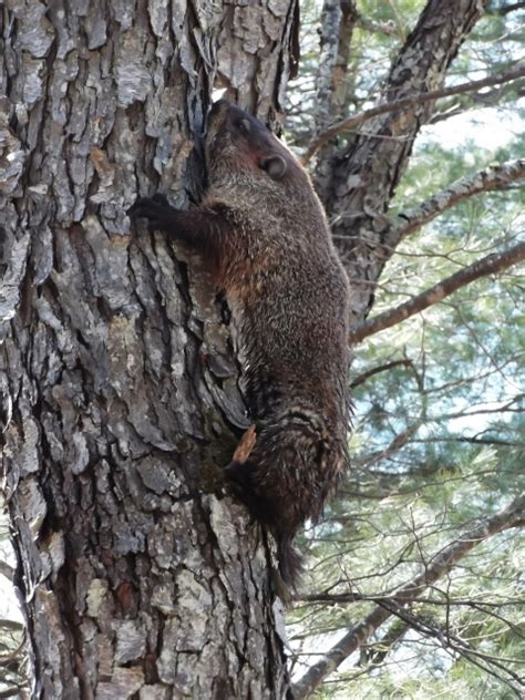 Did You Know Woodchucks Can Climb Trees Watershed Post