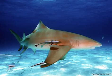 Sicklefin Lemon Shark Habitat Diet Anatomy And Fun Facts Ocean Fauna