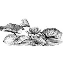 Water Lilies On Pond 1093j Water Lily Drawing Lilies Drawing Water