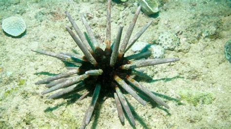 Echinodermata Echinoderms Class Echinoidea Sea Urchins Heart Urchins And Sand Dollars