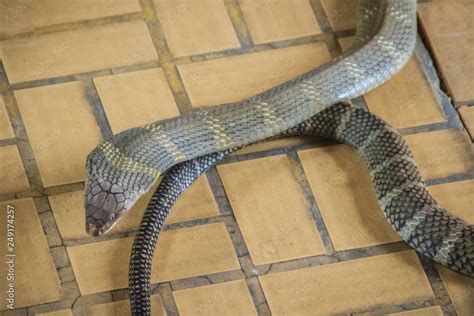 The King Cobra Ophiophagus Hannah Also Known As Hamadryad Is A