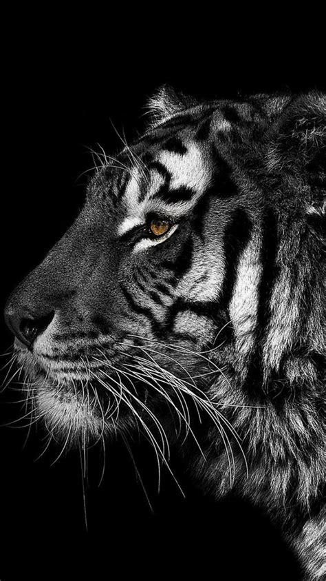 Black And White Animals Tigers Wallpaper 82288
