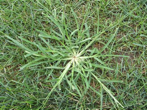 Learn About The Weeds Disturbing Your Lawn With Richter S