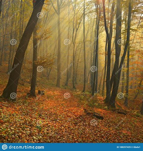 Beauty Autumn Forest With Sun Rays In The Morning Stock Image Image