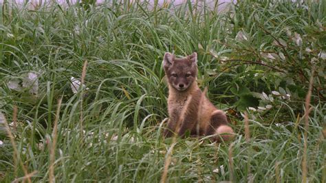 Fox Tales Gardens On The Tundra Nature Pbs