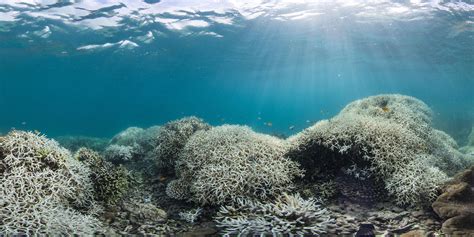 The Great Barrier Reef Is In Danger How It Survived Over Centuries