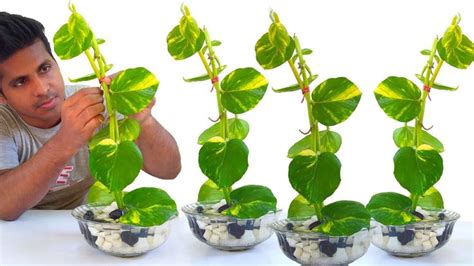 A Man Sitting In Front Of Three Planters With Green Leaves Growing Out