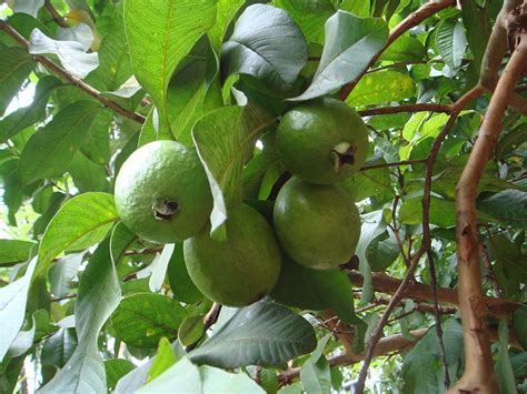 Guava Fruits On A Tree Nutrition Health And Wellness