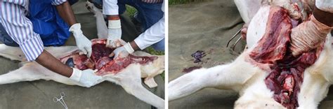The film stars prem nazir, mammootty, sukumaran and balan k. An undiagnosed case of Heartworm in a force dog