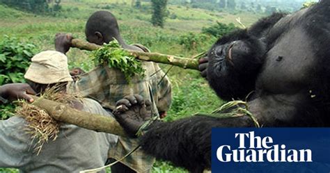 Poaching In Rwanda Why Do Poachers Kill Gorillas Why People Poach