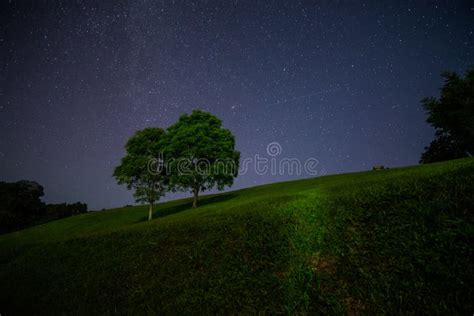 Scenic Night Landscape Of Two Big Tree With Many Star Stock Photo