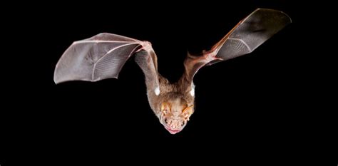 Masked Love Wrinkle Faced Bats And Their Quest For Romance Bat
