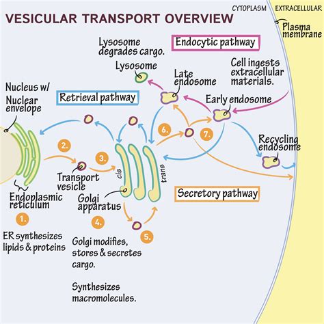 Cell Biology Glossary Vesicular Transport Overview Draw It To Know It