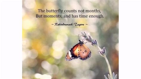 Butterfly Quotes Youtube