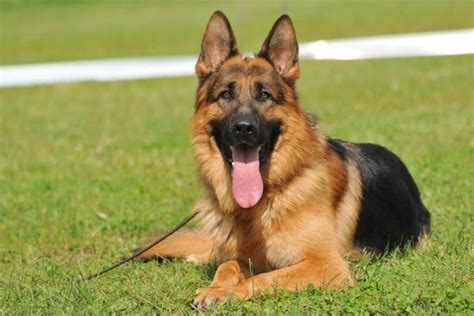 German Shepherds As Service Dogs 10 Things You Should Know Dog Food