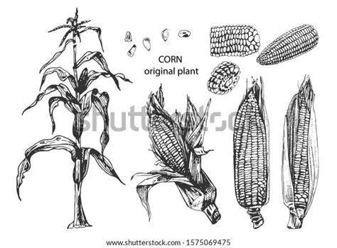 Corn Plant Drawing