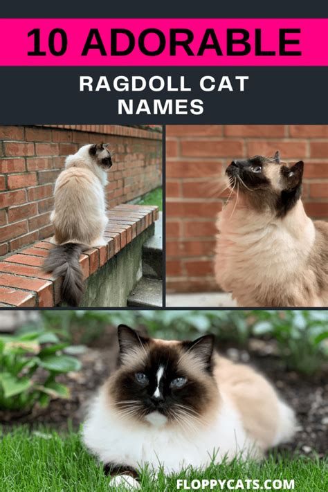 Ragdoll Cat Names 2022 Adorable And Cute Cat Name Ideas
