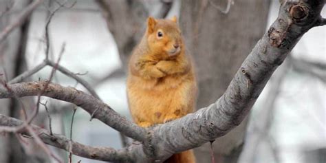 Picture Of The Day Judgemental Squirrel