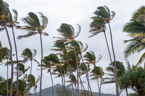 Palm Trees Blowing In The Wind During Tropical Storm Stock Photo