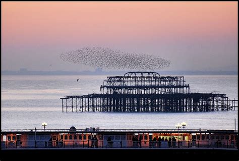 Starlings Over Brighton Pier And West Pier Brighton Marine Life