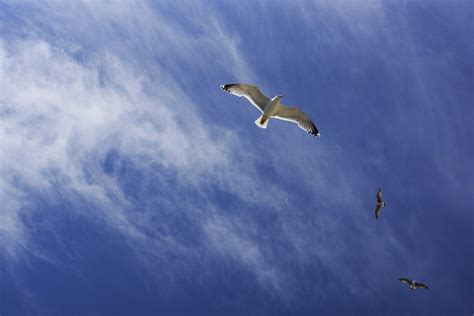 Free Images Sea Nature Bird Wing Cloud Sky Air Wave Seabird