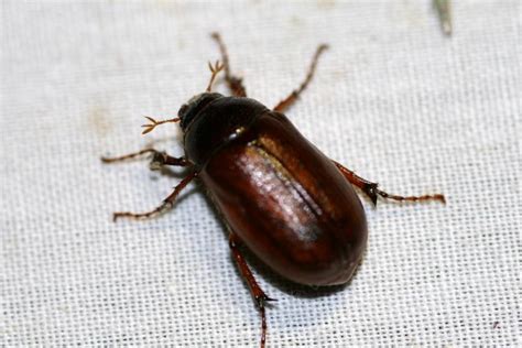 Brown Beetle Bugs Biological Science Picture Directory