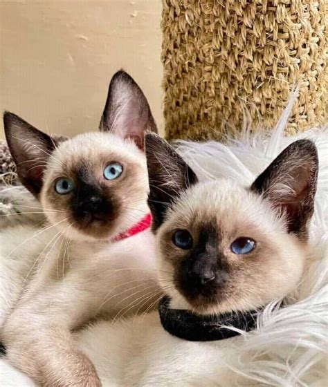 Silver Point Siamese Cat I 8 Things To Know I Discerning Cat