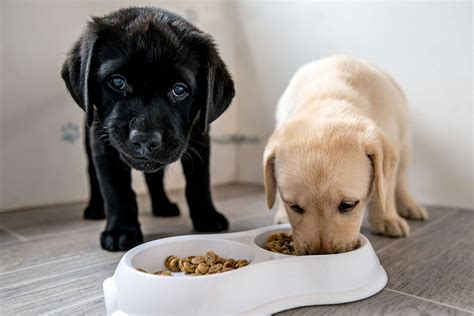 Do Puppies Need Puppy Food