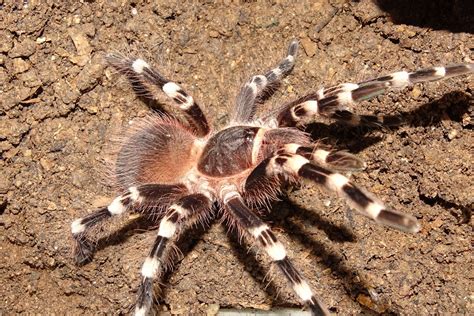 Ambas arañas fueron puestas en órbita en 1973 y lograron adaptarse a las condiciones de gravedad cero, creando telarañas delgadas y mucho más complejas que aquellas creadas en la tierra. Arañas pollitos: Características, picadura, veneno y más