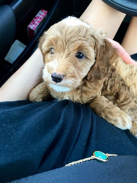 Goldendoodle puppies are a great family dog not only because they have beautiful coats, but because they also don't shed fur and are fantastic pets for people with allergies. F1b mini goldendoodle puppy | Mini goldendoodle, F1b mini ...
