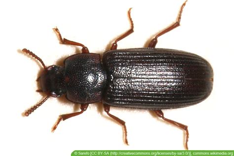 Es gibt also keinen grund, dass du ein schlechtes gewissen haben solltest. Großer schwarze Käfer im Haus: was tun? - Hausgarten.net