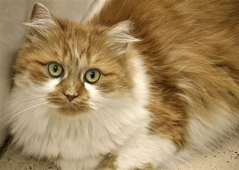 Perbedaan Kucing Persia Peaknose Flatnose Dan Medium Kucing Tidak