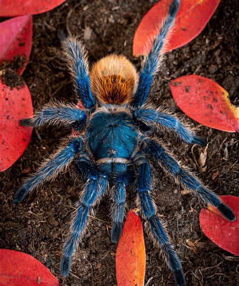 Greenbottle Blue Tarantula Gbb Care Facts And Species More Reptiles