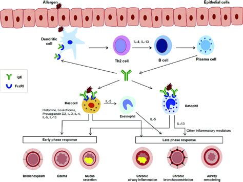 Immunological Mechanisms In Ige Mediated Allergic Diseases Th Cell